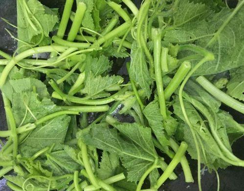 吃瓜系统小说夏家,瓜田里的豪门秘事