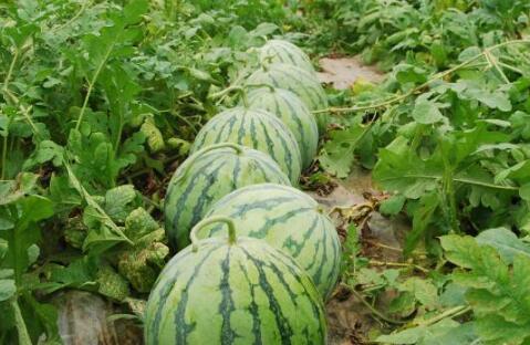 吃瓜 磐石方且厚,磐石方且厚，见证时代变迁