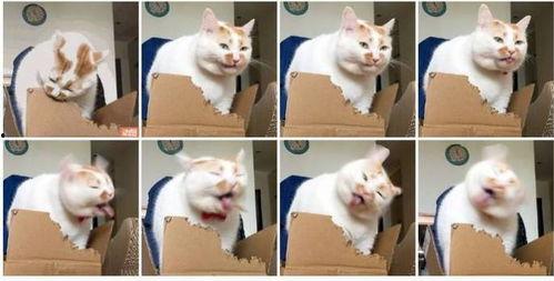 网红猫包安装,打造萌宠专属出行神器