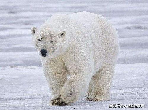 今日头条南极北极熊,南极北极熊的生存现状与挑战