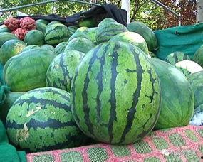 吃瓜群众怎么选好瓜,如何挑选出最甜美的瓜