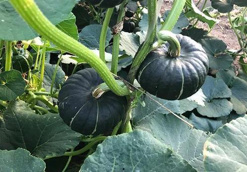 高质量网红吃瓜视频大全,揭秘热门网红吃瓜视频背后的精彩瞬间