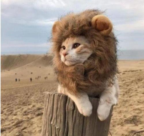 姜堰网红狮子头在哪,探寻泰州美食新地标