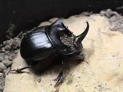 娱乐吃瓜酱屎壳郎