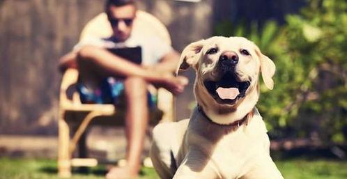 娱乐吃瓜酱狗走丢,狗狗走丢，网友助力寻回温馨故事